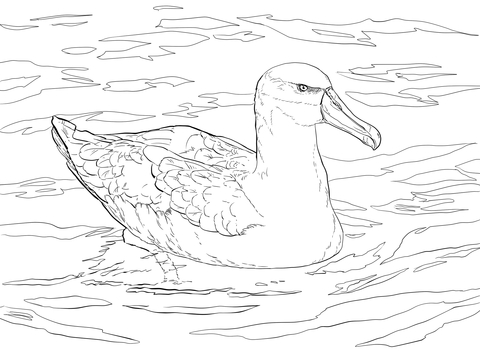 Shy Albatross Or Shy Mollymawk Coloring Page